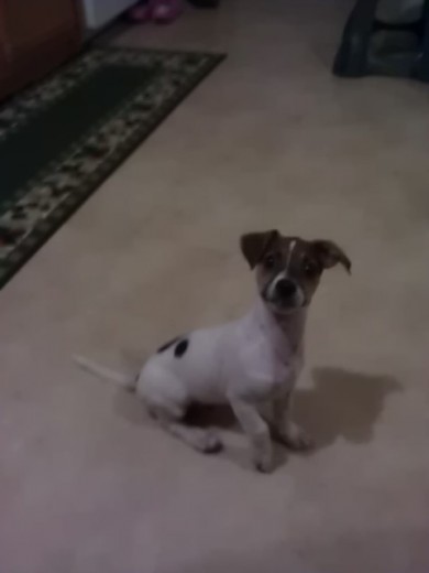 NUESTRO PERRITO BELLO TOBY NUESTRO PERRITO BELLO TOBY